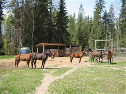 Hotel Bear Corner Adventures Bed & Bale Golden Exterior foto